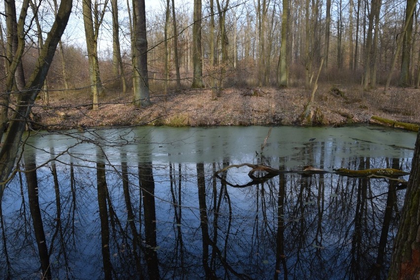 Piękne, podmokłe tereny nieopodal wsi Wysokie, niecałe 50...