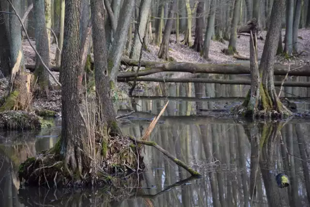 Piękne, podmokłe tereny nieopodal wsi Wysokie, niecałe 50 min drogi ze Świebodzina.