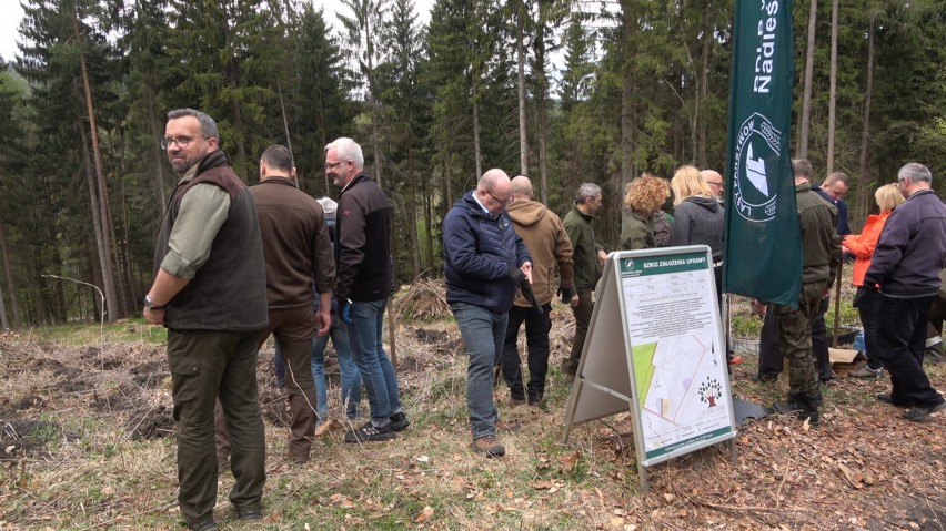 Politycy i samorządowcy już po raz drugi uczestniczyli w ogólnopolskiej akcji „Łączą nas drzewa” w Nadleśnictwie Jugów