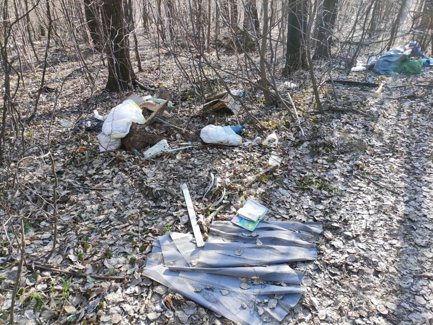 Wśród śmieci, wyrzuconych na teren lasu w Jasieniu (gm....