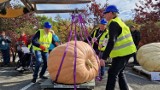 Festiwal Dyń w Krapkowicach 2022 - największa dynia waży 604,5 kg. Wyhodował ją Maciej Stępień z Wydrzyna
