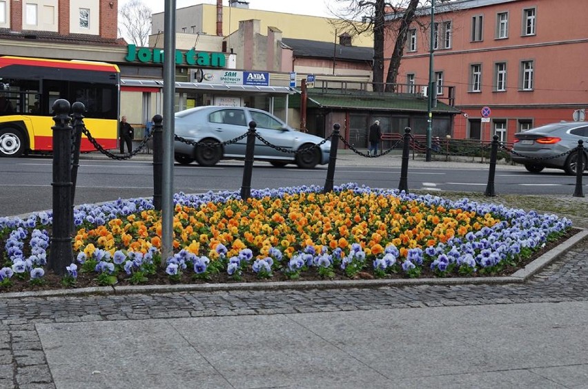 Trwają nasadzenia placów i skwerów. Zobacz pierwsze wiosenne kwiaty w Świdnicy [ZDJĘCIA]