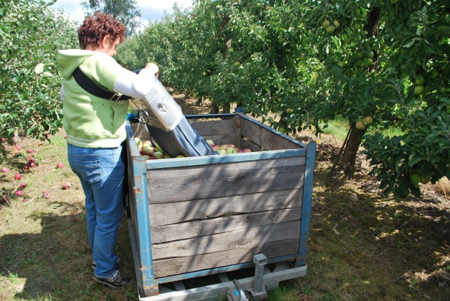 Niskie ceny skupów jabłek, w Głuchowie już po zbiorach. Na zdjęciu zbiórka jabłek w sadzie w Głuchowie