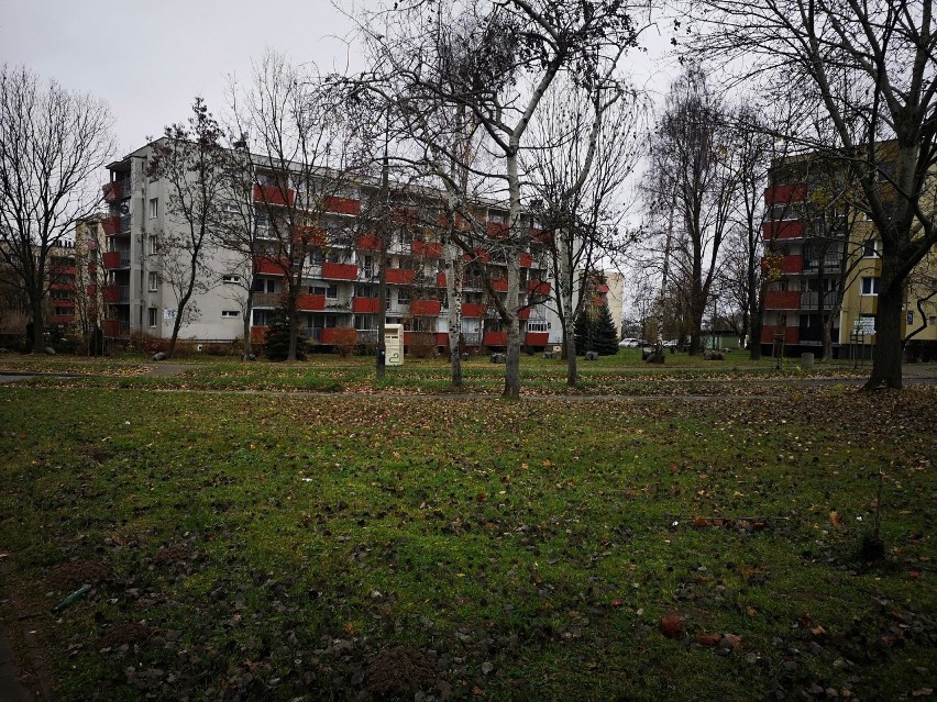 Na osiedlu Nowy Bieżanów rośnie bardzo dużo drzew, część...