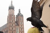 Kraków: syn konsula Rosji strzelał do gołębi. Dostał lanie