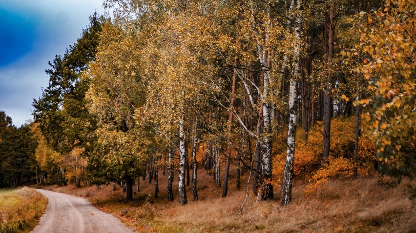 Jesienią także warto wybrać się do lasu w Osieku Wielkim
