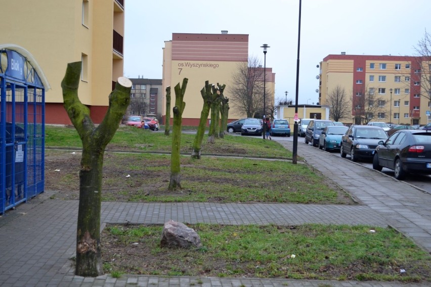Przycinka drzew w Nowym Dworze Gdańskim