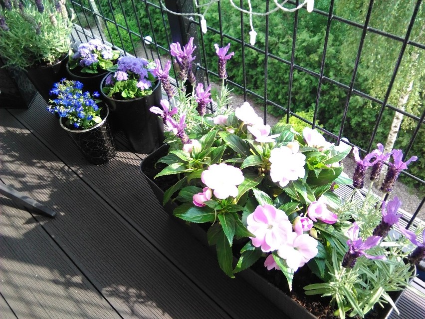 Jeśli dobrze wybierzemy rośliny, należycie będziemy o nie dbać, nawet niewielki balkon może stać się zieloną oazą
