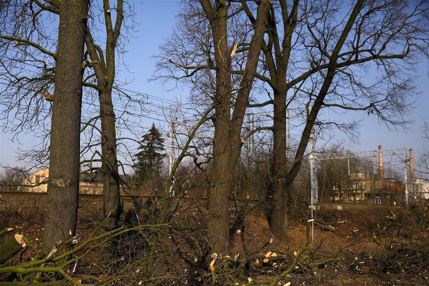 PKP wycinają drzewa przy ul. Budki w Piotrkowie