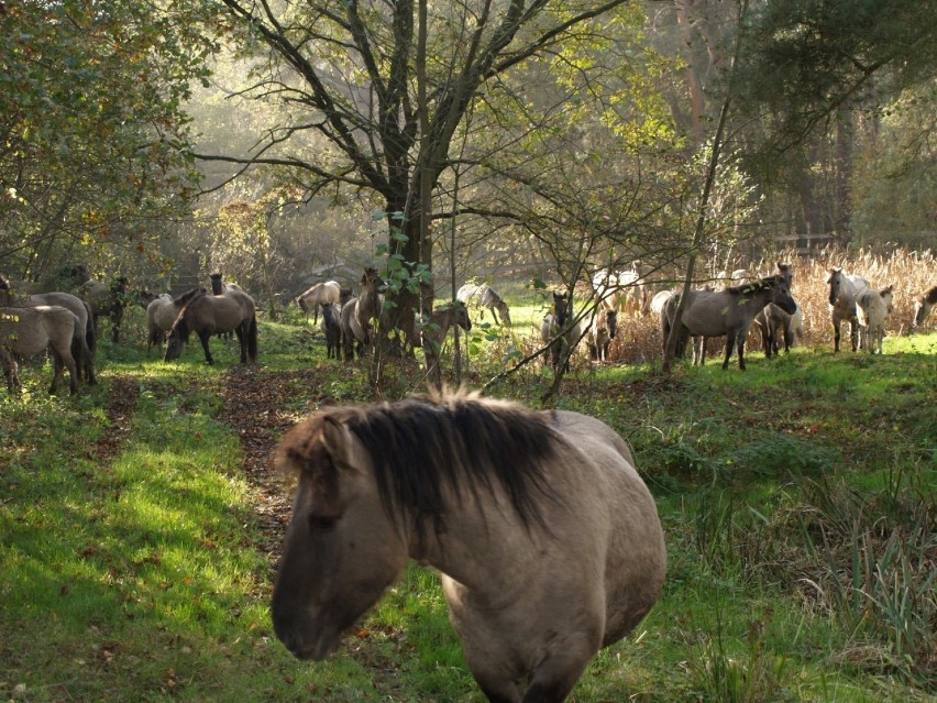 Zobacz zdjęcia dolnośląskich mustangów! Niezwykły rezerwat półdzikich koni! [ZDJĘCIA]