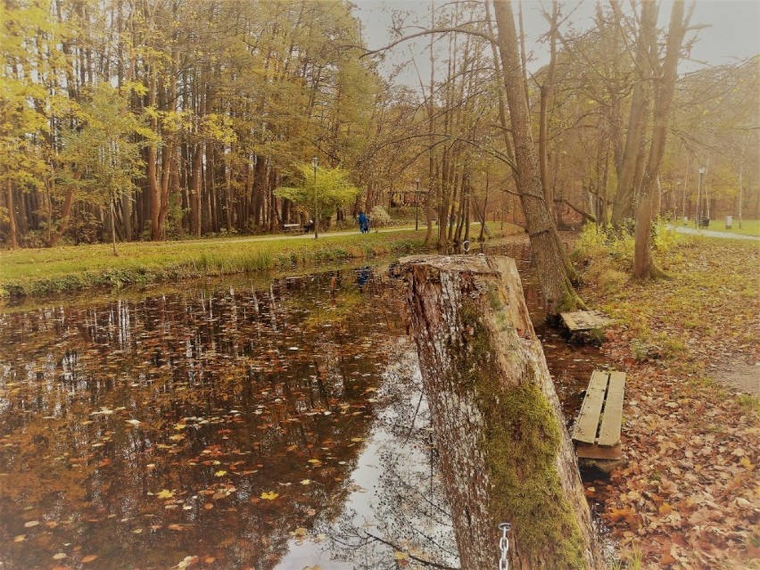 Park w Wejherowie w obiektywie. Spacer po "zielonych płucach miasta" 15.11