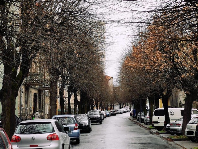 Kalisz: Rozpoczyna się przycinka konarów drzew przy ulicy Lipowej