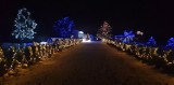 Wyjątkowa iluminacja w Maksymowie koło Ujazdu. Rozbłysło 60 tys. światełek [ZDJĘCIA]