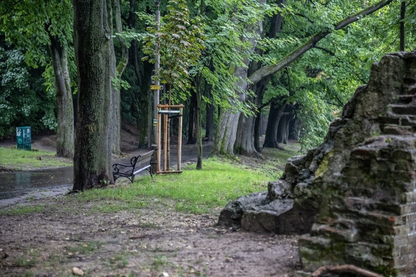 Kraków. Zabytkowa aleja Waszyngtona ogołocona z kilkunastu drzew. Posadzono nowe, których liście już niszczy owad