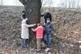 Wycinka drzew przy ul. Budki w Piotrkowie. Mieszkańcy chcą bronić starych dębów