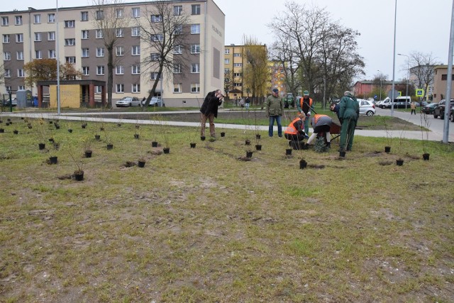 Na terenie zielonym pomiędzy ulicami Wojska Polskiego i Skłodowskiej - Curie pojawiły się świerk srebrny, magnolia, jarzębina, klon kulisty, pęcherznica oraz tawuła.