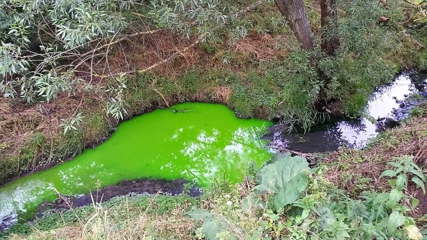 Malbork. Zielona woda w Kanale Ulgi. To niegroźna fluoresceina