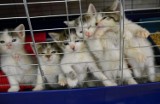 Schroniskowe kocięta czekają na nowy dom