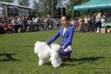 13-letnia Amelia Brój z Opola młodym prezenterem psów roku 2018 w Polsce