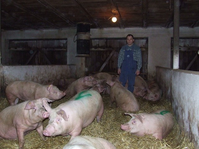 Marek Klin stracił w czasie awarii co piątą świnię w stadzie