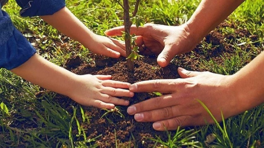 Akcja #sadziMY 2022. Odbierz darmowe sadzonki drzew w Oleśnicy i Sycowie
