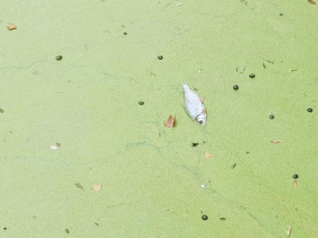 We wrocławskiej fosie miejskiej znaleziono mnóstwo śniętych ryb. Co jest przyczyną?