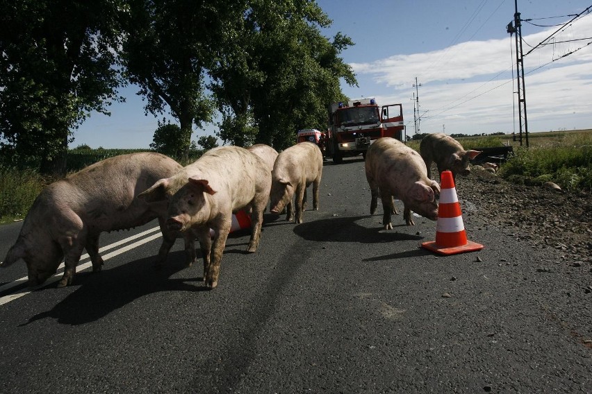 Wypadek ciężarówki ze świniami na trasie Legnica - Złotoryja (ZDJĘCIA)