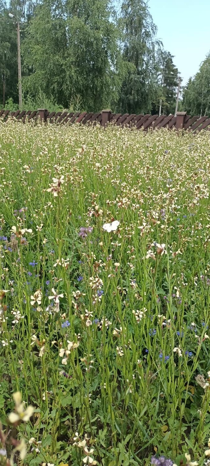 Tak wygląda pierwsza łąka kwietna w Radomsku. Już kwitnie i tętni życiem ZDJĘCIA