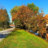 Jesień w mieście nad Tugą. Żółto - pomarańczowe drzewa w krajobrazie