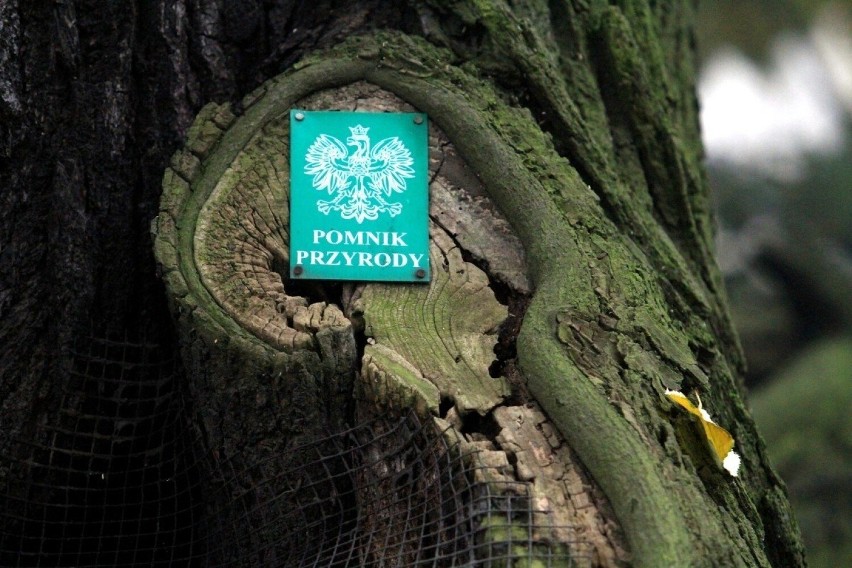 W Nadleśnictwie Syców przybywa chronionych drzew. Ile aktualnie jest pomników przyrody?
