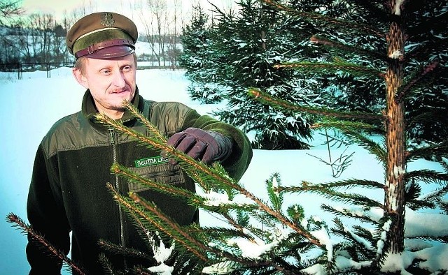 - Złodzieje niszczą setki choinek - mówi Krzysztof Roszkiewicz z leśnictwa Biały Kamień