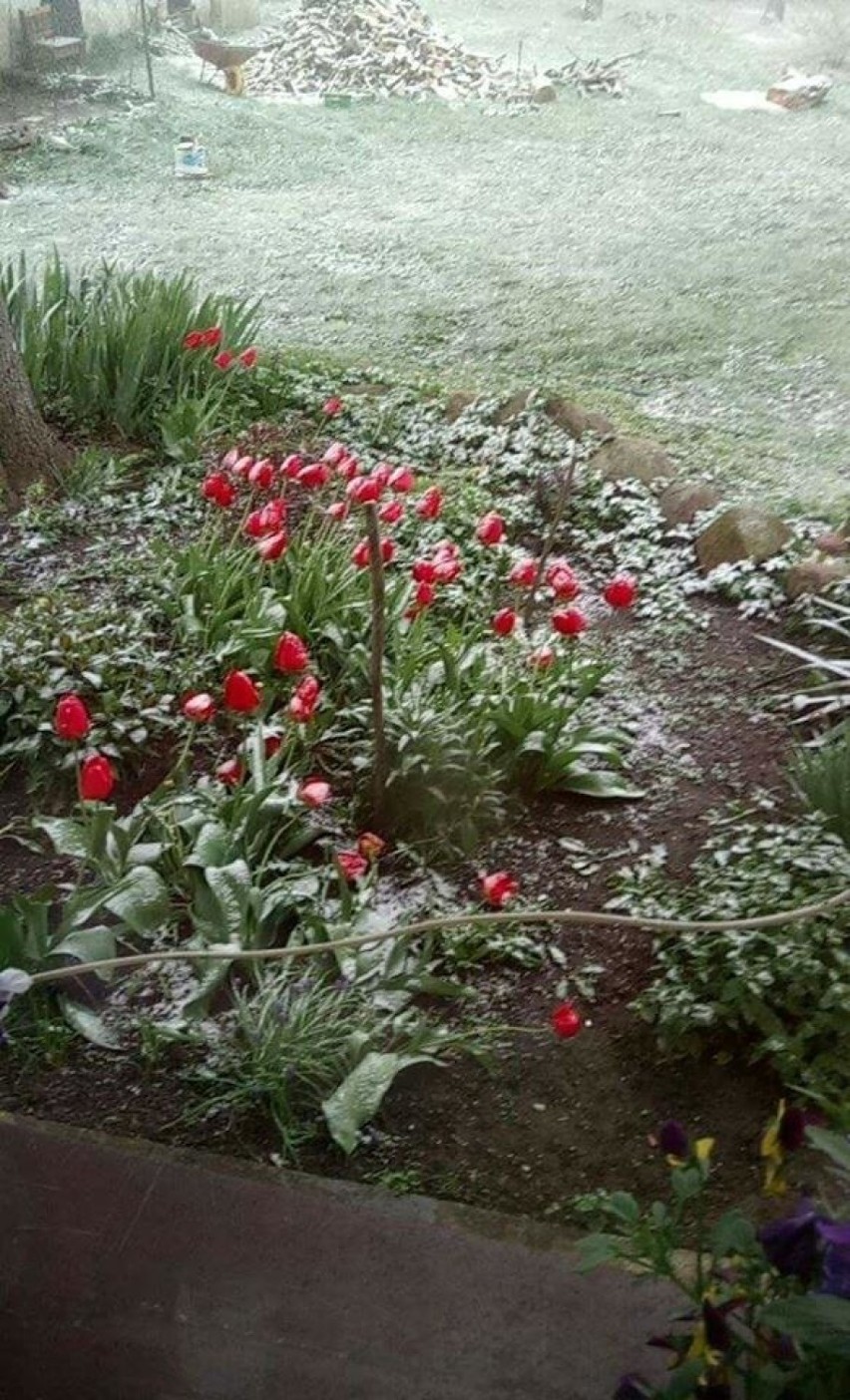 Od 9 maja pogoda na Pomorzu przypomina bardziej zimę niż...