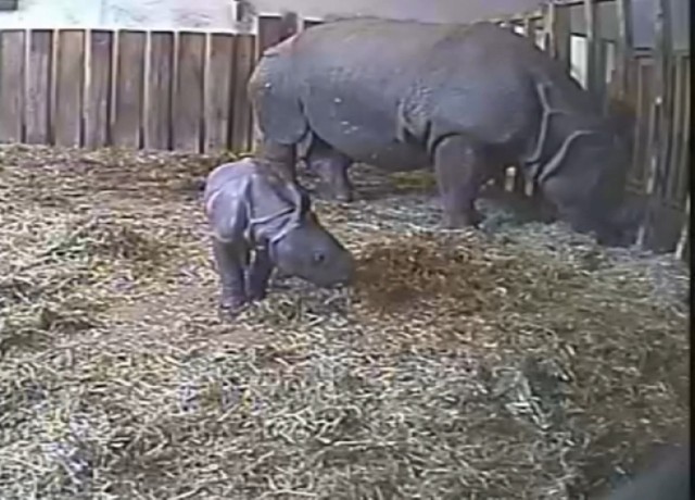 Mały nosorożec z warszawskiego zoo. Krok w krok za matką [wideo]