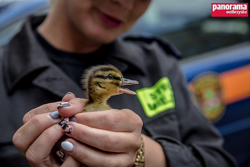 Strażnicy miejscy z Wałbrzycha uratowali dzikie kaczki