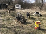 Gmina Annopol. Dramat psów i ich właściciela. Interweniowała policja (ZDJĘCIA)