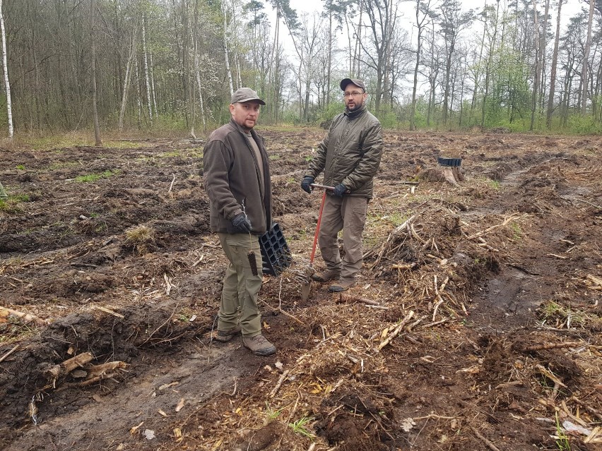 Pracownicy Nadleśnictwa Legnica sadzili las na terenie leśnictwa Dobrzejów