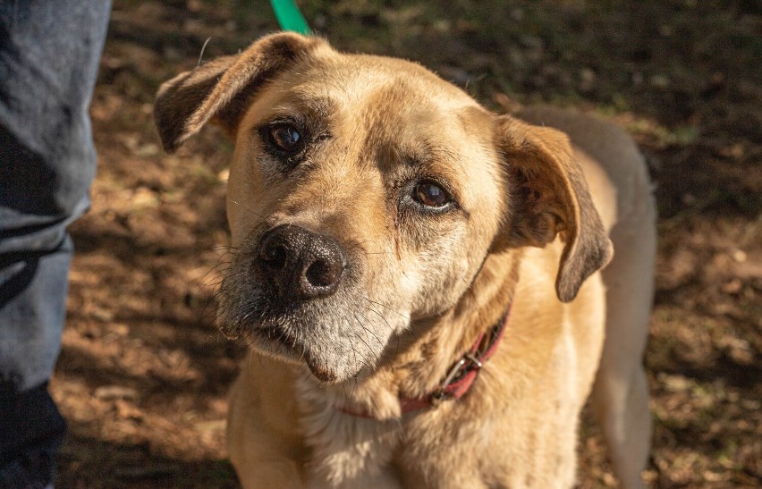 Schronisko dla zwierząt w Pile. Adopcji coraz więcej, ale co z psimi seniorami? 