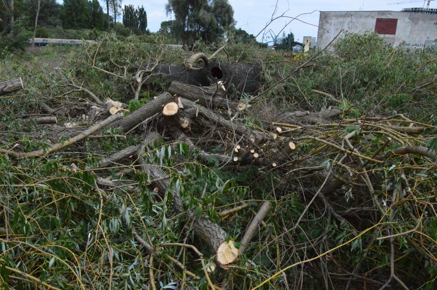Na Międzytorzu w Gdyni rozpoczęła się wycinka kilku tysięcy drzew. Mieszkańcy obawiają się o los bytujących tam zwierząt ZDJĘCIA  