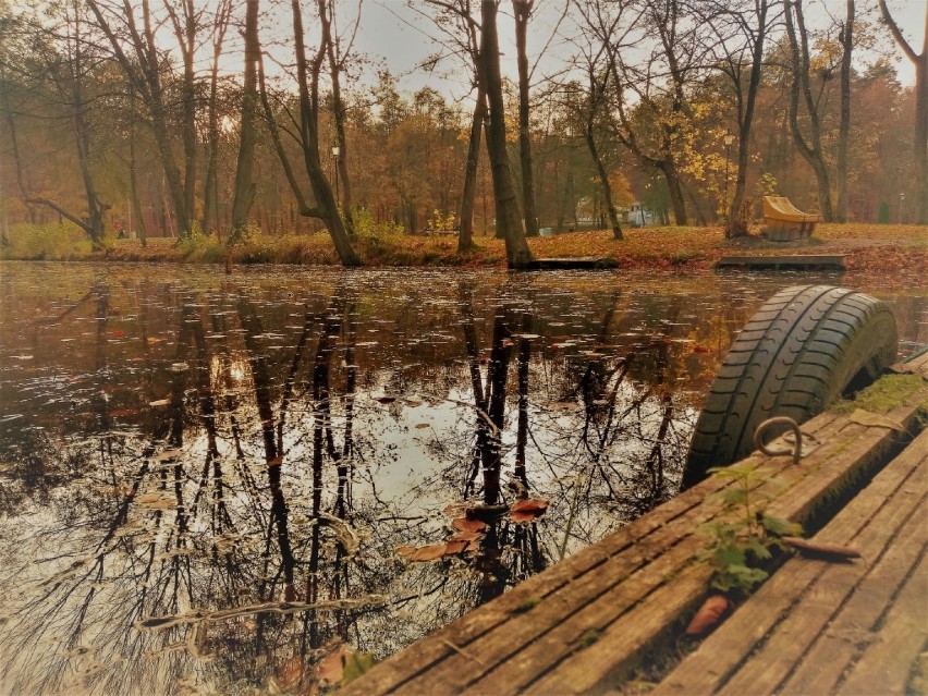 Park w Wejherowie w obiektywie. Spacer po "zielonych płucach miasta" 15.11