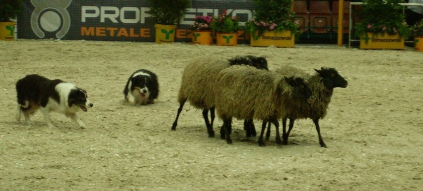 Border Collie zaganiają owce do kojca