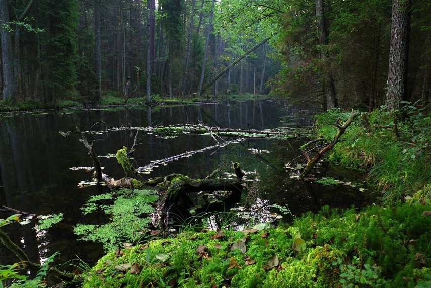 Ruszają dni otwarte Roztoczańskiego Parku Narodowego