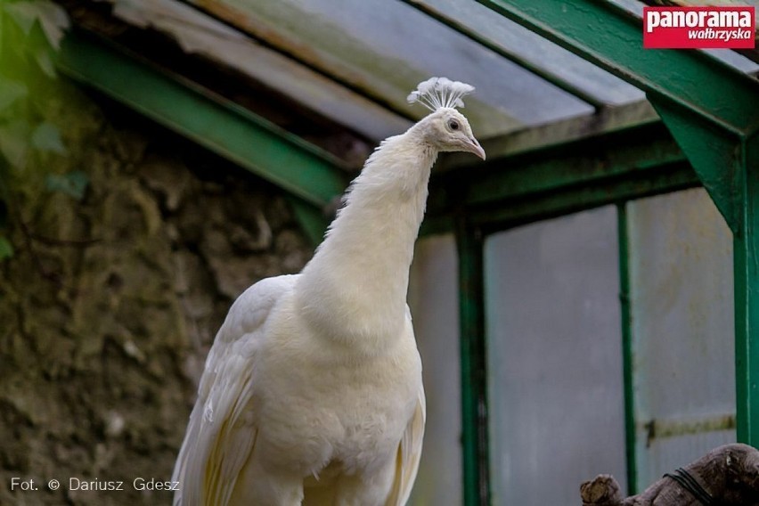 Paw albinos atrakcją Palmiarni Wałbrzych [ZDJĘCIA i FILM]