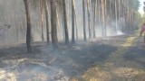 Gmina Miedzichowo: Bobry... podpaliły las [ZDJĘCIA]