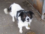 Zbąszyń: Psy do adopcji w schronisku dla zwierząt w Nowym Dworze - 9 grudnia 2020  [Zobacz zdjęcia czworonogów]   