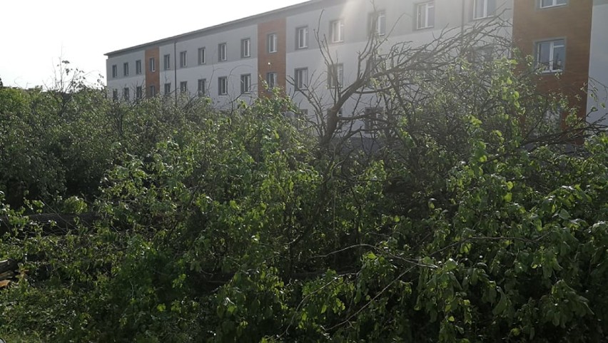 Kilkadziesiąt drzew wycięto na ul. Ogniowej we Włocławku. Dyrektor MOPR tłumaczy dlaczego [zdjęcia]