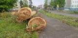 Czeladź: wycinka drzew przy ul. Spacerowej pod nową inwestycję [ZDJĘCIA]