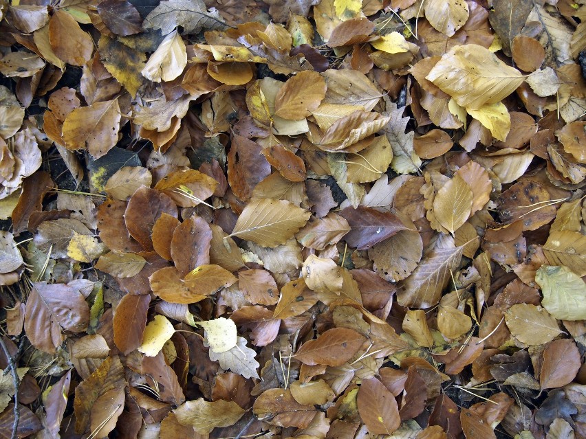 Wszystkie kolory jesieni. Tak wygląda złota polska jesień w obiektywie naszych fotoreporterów [ZDJĘCIA]