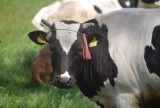 Program zwalczania chorób u bydła. Skorzystać mogą także hodowcy z powiatu poddębickiego