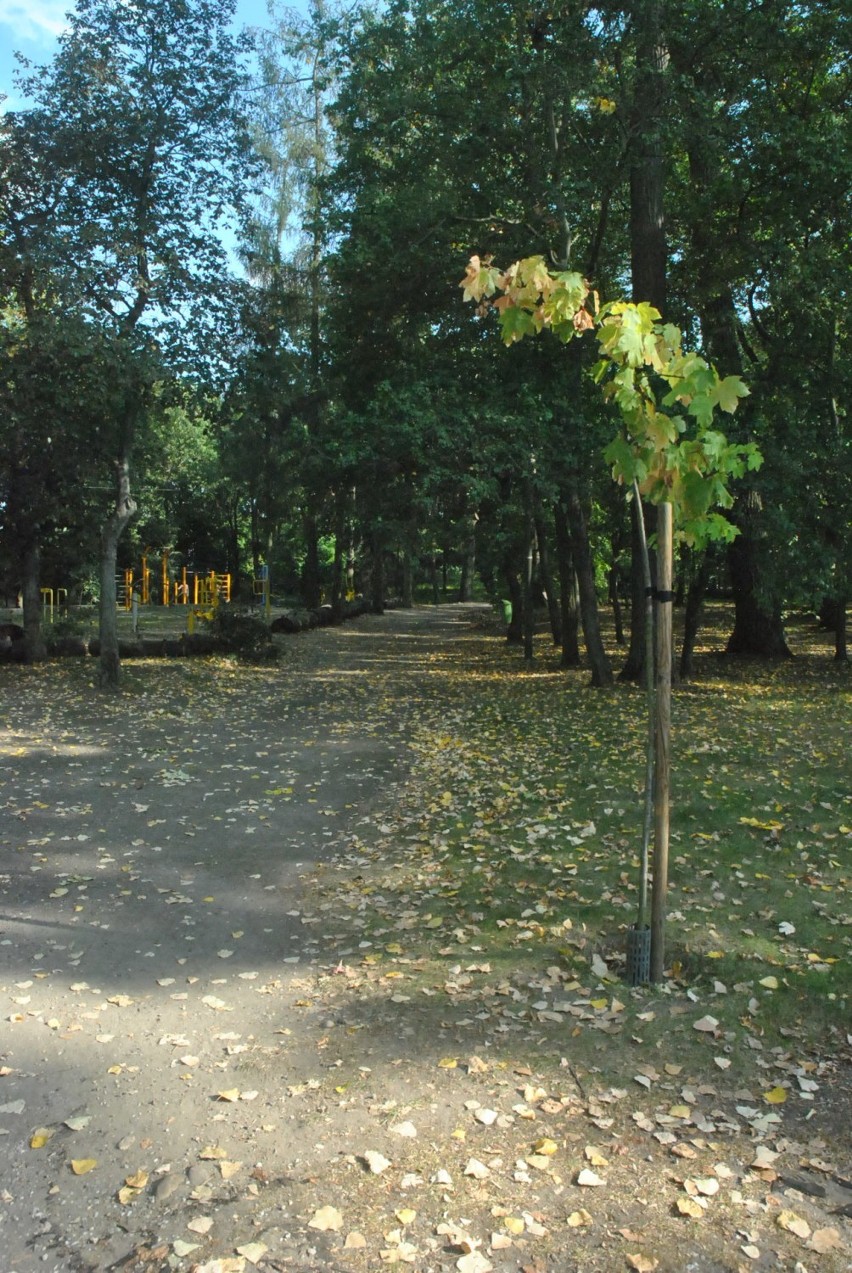 LESZNO. Park 1000-lecia w jesiennej odsłonie czeka na prace porządkowe. Można w nim znaleźć uschnięte drzewa i rabatę z chwastami [ZDJĘCIA]