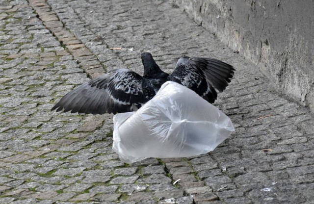 Gołąb chciał zostać Batmanem w Legnicy.